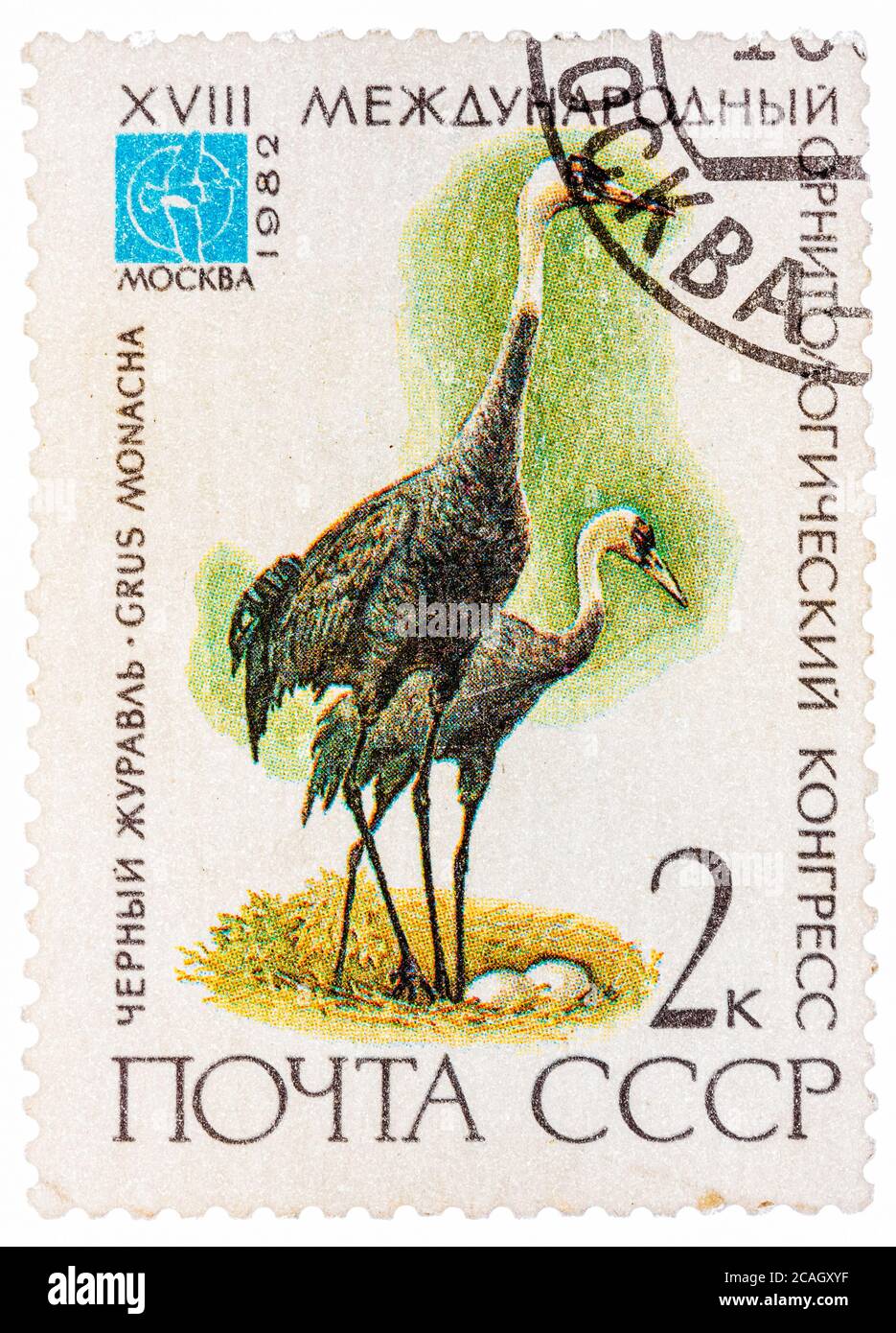 Le timbre imprimé en URSS (Russie) montre un oiseau Grus monacha avec l'inscription et le nom de la série 'XVIII Congrès ornithologique International, Moscou Banque D'Images