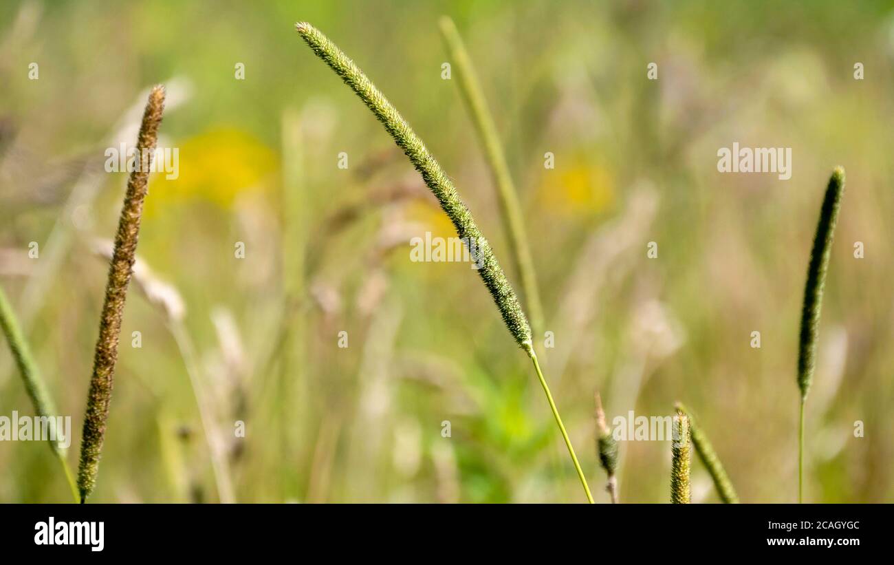 Lames d'herbe dans le champ Banque D'Images