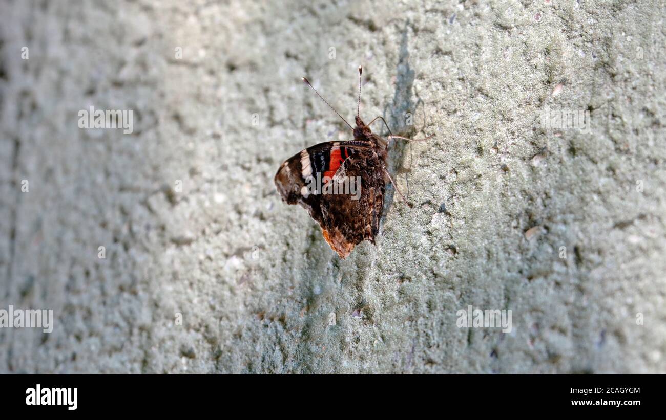 Close up of colorful butterfly Banque D'Images