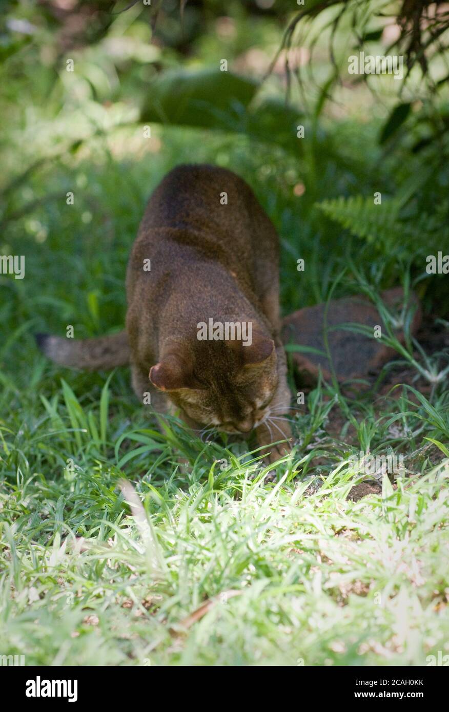 Un chat abyssinien à la dérive chasse un lézard dans un jardin Banque D'Images