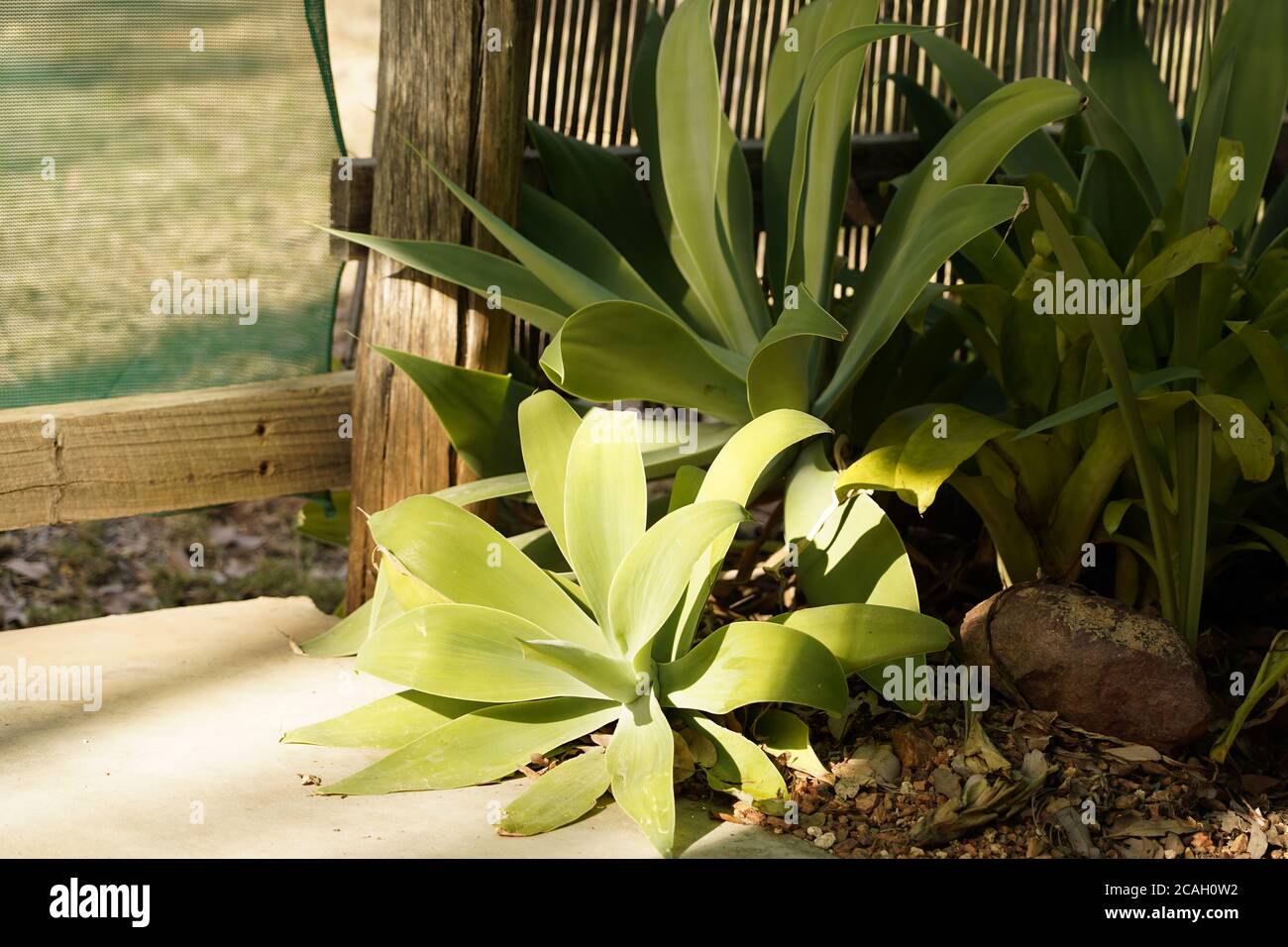 Plante de siècle succulente Agave attenuata, déesse verte du jardin australien Banque D'Images