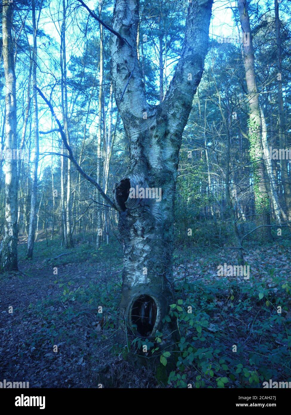 Arbre singulier dans une forêt Banque D'Images