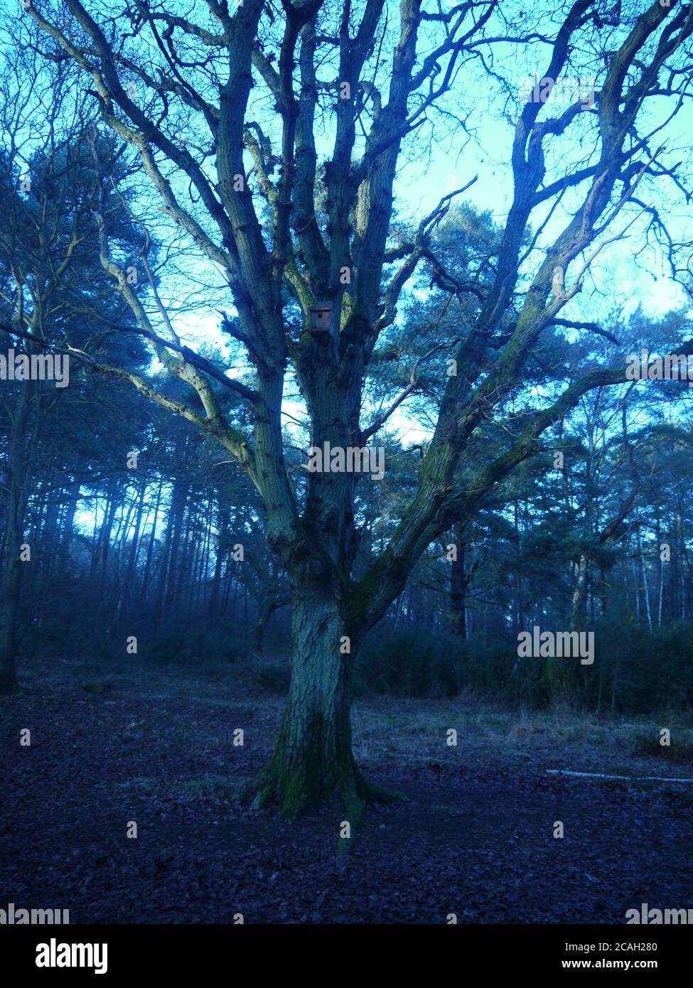 Arbre singulier dans une forêt Banque D'Images