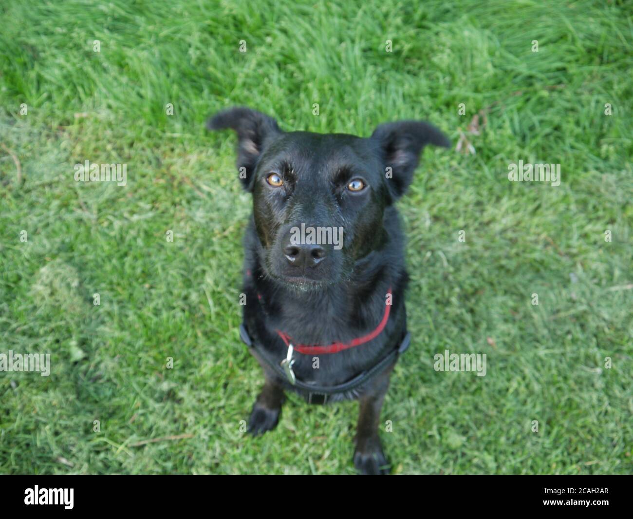 Collie transfrontalière noire du Labrador assise dans un champ Banque D'Images