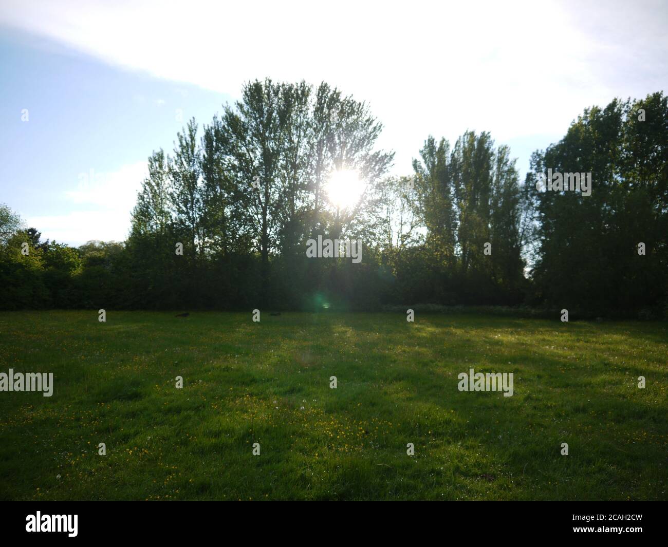 Le soleil se brisant à travers les arbres dans un champ Banque D'Images