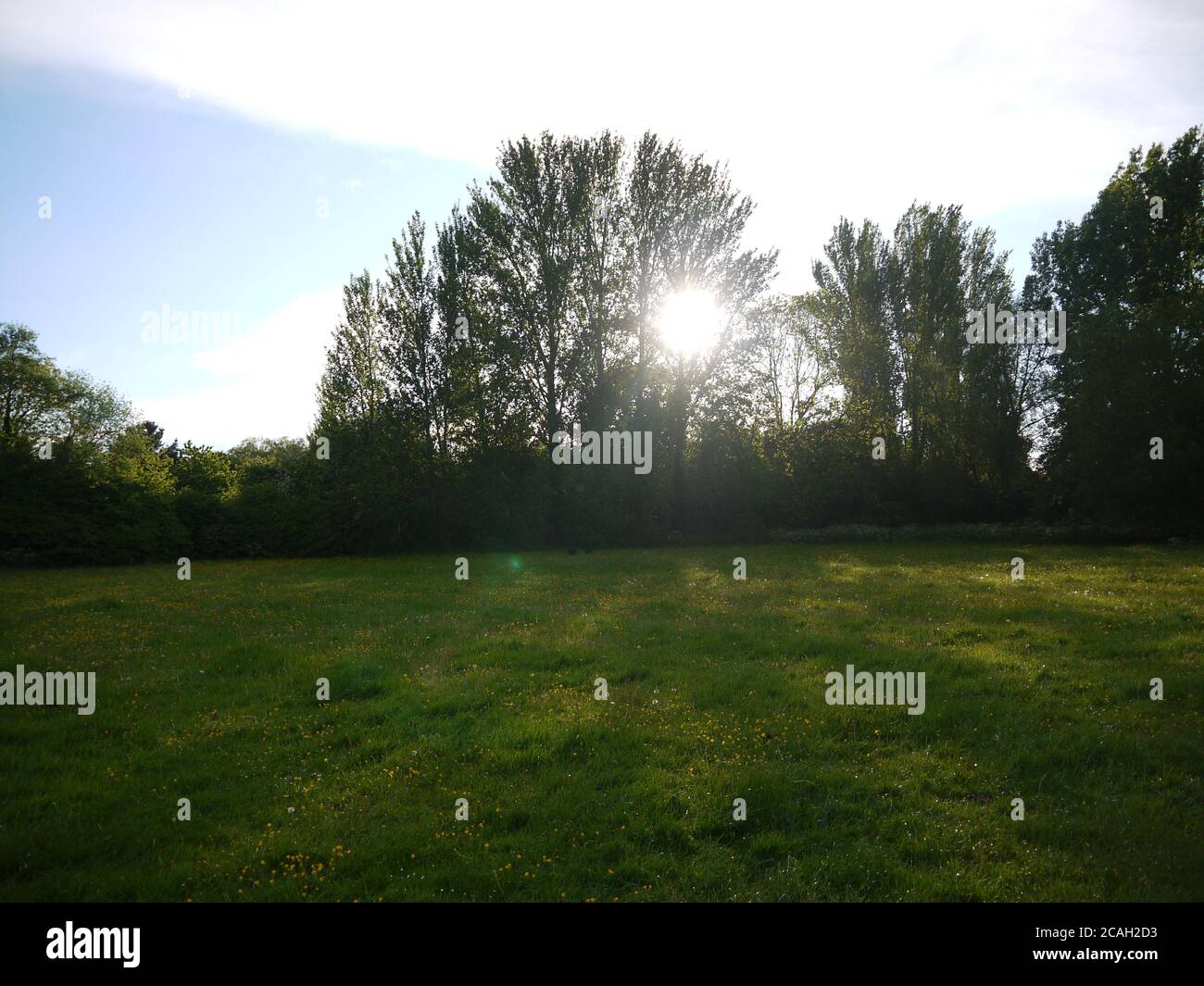 Le soleil se brisant à travers les arbres dans un champ Banque D'Images