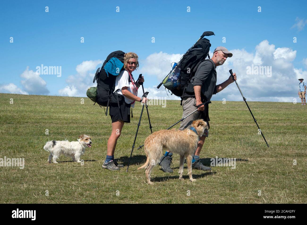 L'été à Dorset. Studland. Couple marchant avec des chiens. Banque D'Images