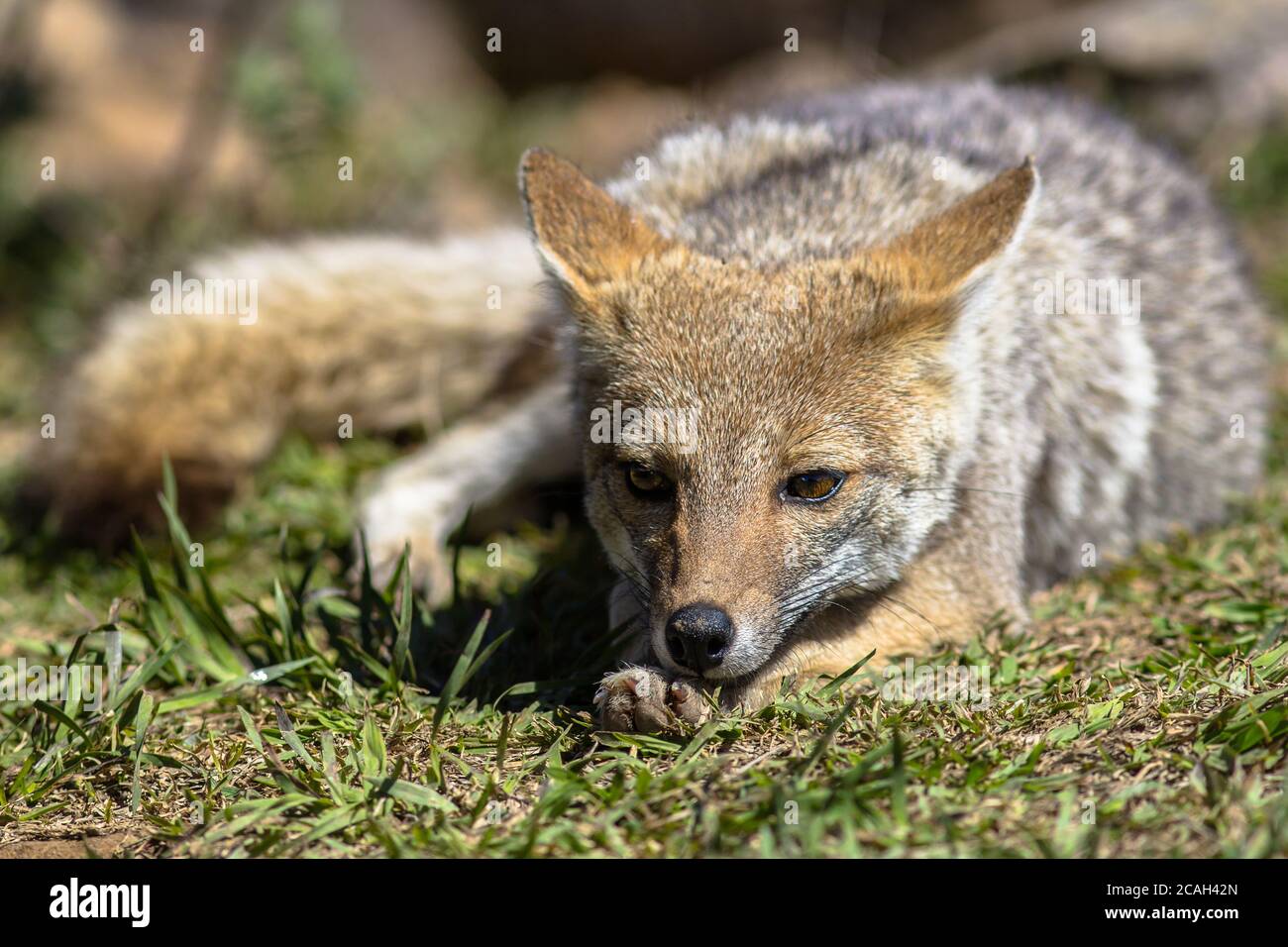 Graxaim, el Zorro de las Pampas (Pseudalopex gymnocercus) Banque D'Images