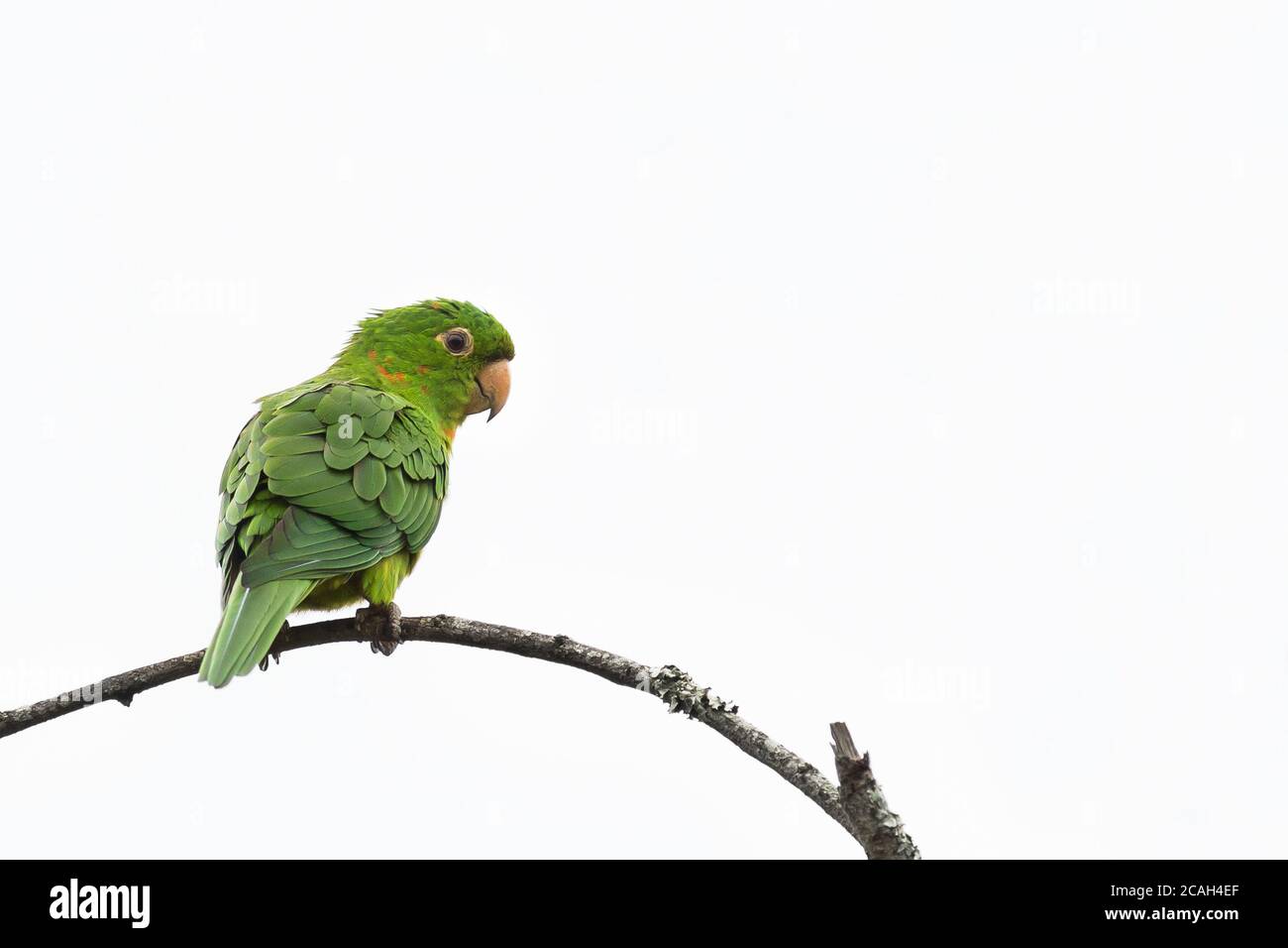 Parakeet aux yeux blancs reposant sur la branche Banque D'Images