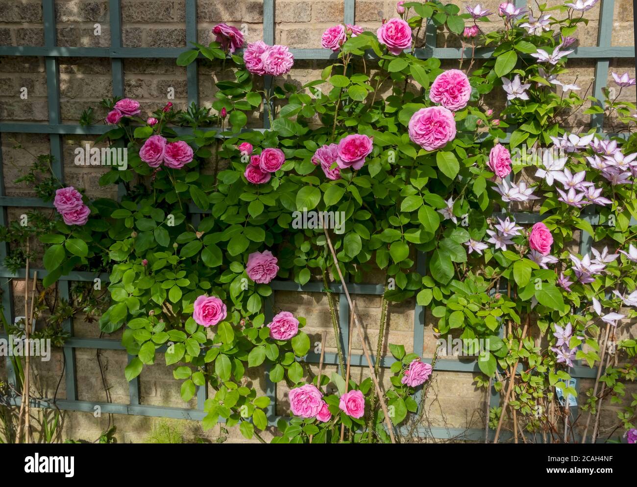 Roses grimpantes roses “Gertrude Jekyll” et clematis “Jamaritan JO” sur le trellis sur le mur fleurs fleurs fleurir dans le jardin en été Angleterre Royaume-Uni Banque D'Images