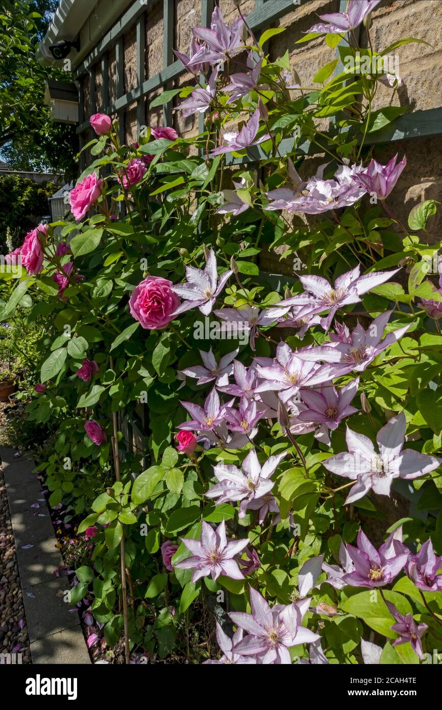 Gros plan de clematis «Samaritan JO» et de rose «Gertrude Jekyll’ poussant sur le treillis sur le mur fleurs fleur floraison dedans Le jardin en été Royaume-Uni Banque D'Images