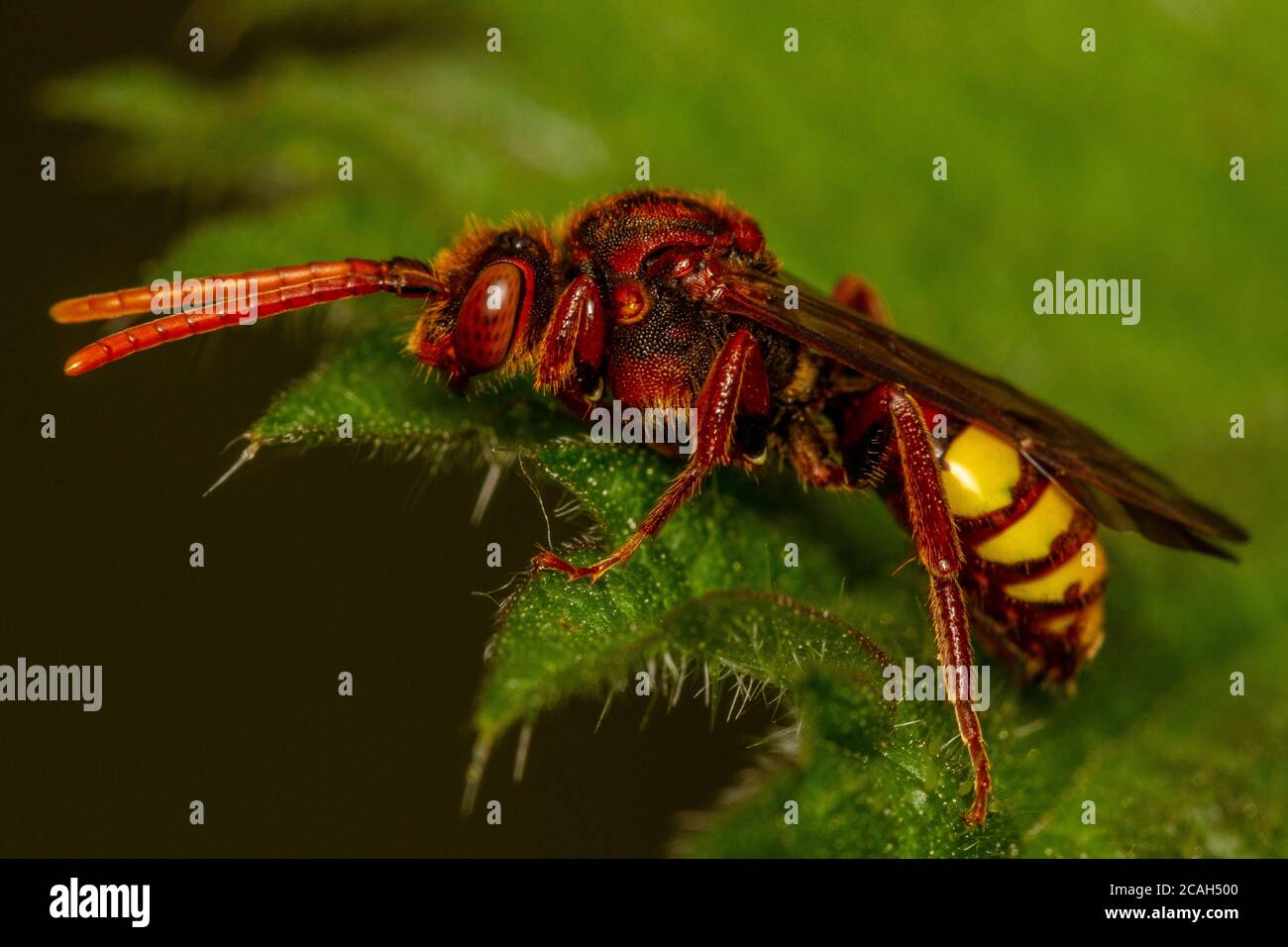 Une abeille Nomad/Cuckoo (Nomada sp.) Banque D'Images