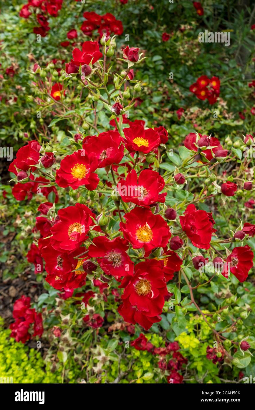 Gros plan de roses rouges fleurs de « Suffolk » fleur de fleurs dans le jardin frontière de parterre de fleurs en été Angleterre Royaume-Uni GB Grande-Bretagne Banque D'Images