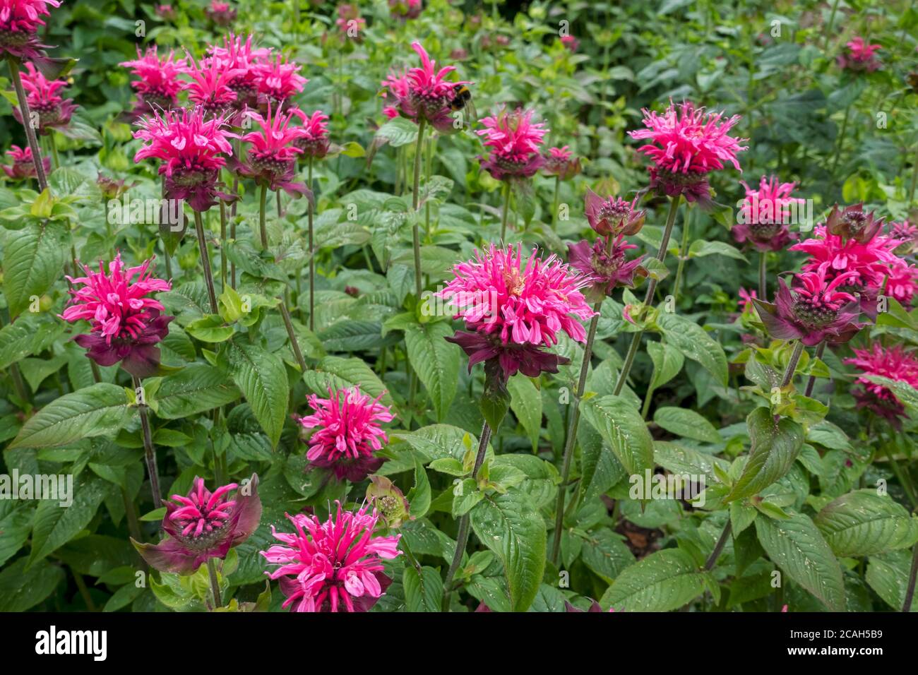 Gros plan de monarda bergamot rose plante fleur fleurs En jardin d'été Angleterre Royaume-Uni Royaume-Uni Grande-Bretagne Banque D'Images