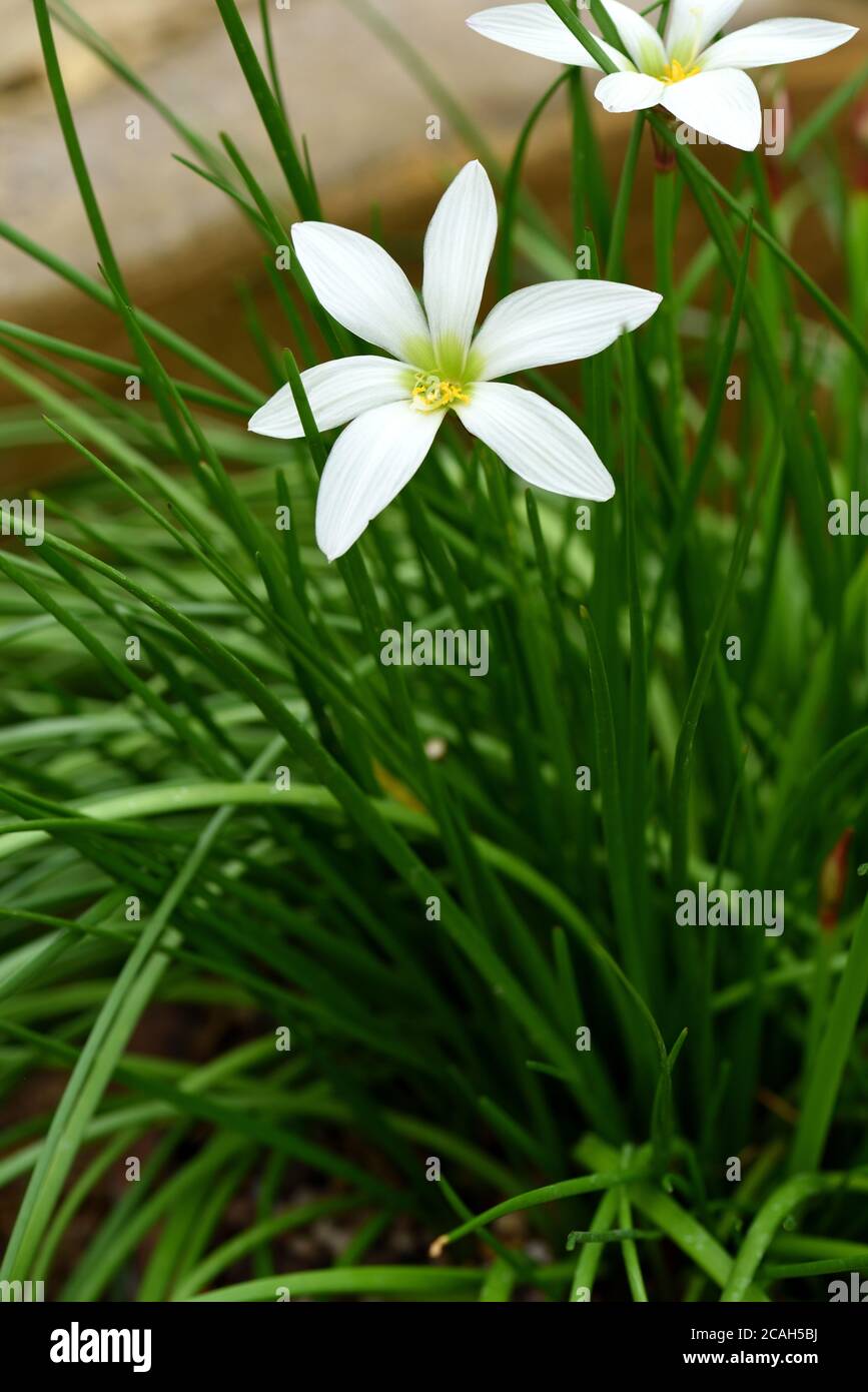 La fleur blanche d'un nénuphars péruvien. Banque D'Images