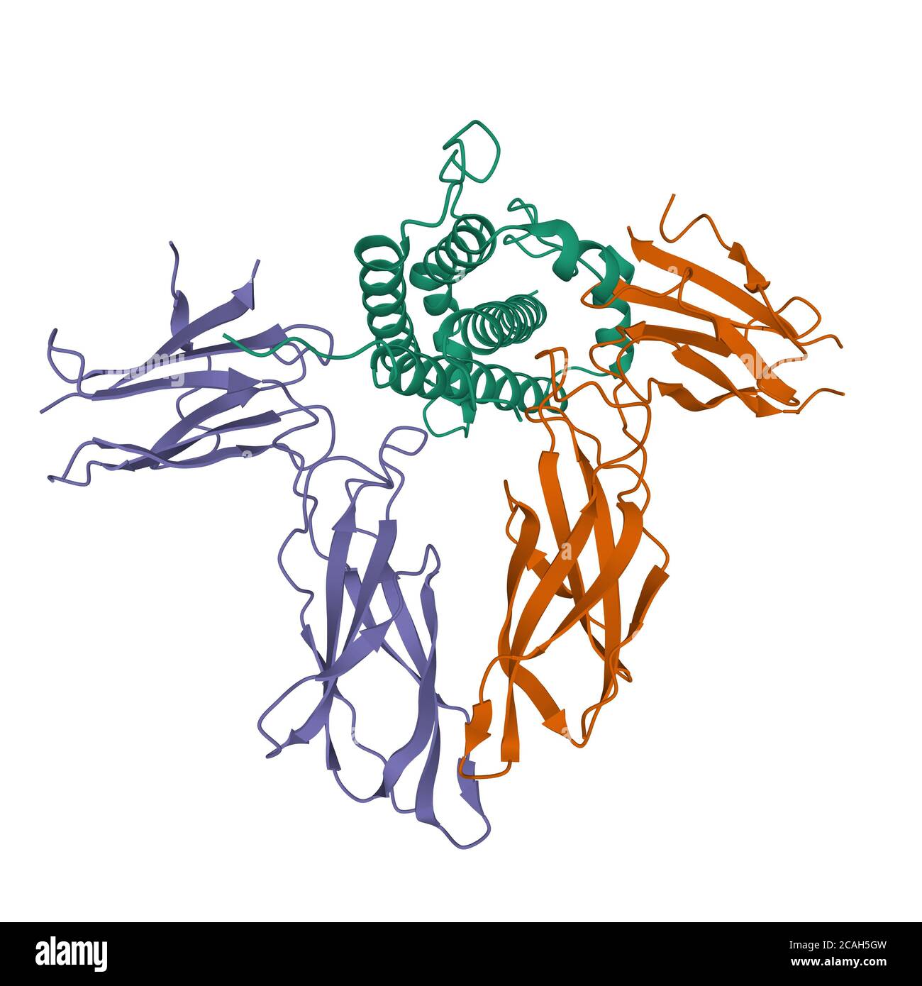 Modèle de dessin animé 3D de l'hormone de croissance humaine (vert) en interaction avec le domaine extracellulaire de son récepteur (violet et marron), fond blanc Banque D'Images