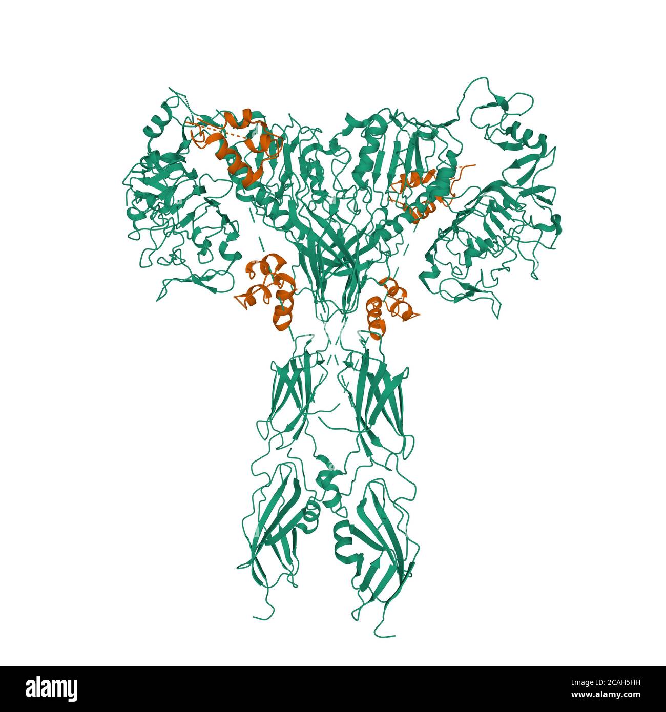 Structure du récepteur de l'insuline pleine longueur (vert) lié à quatre molécules d'insuline (marron), modèle de surface 3D, fond blanc Banque D'Images