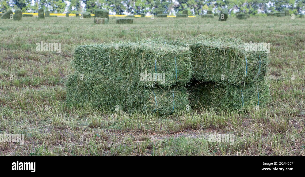 Des balles carrées de foin de luzerne pour les bovins sont en place sur le terrain. Banque D'Images
