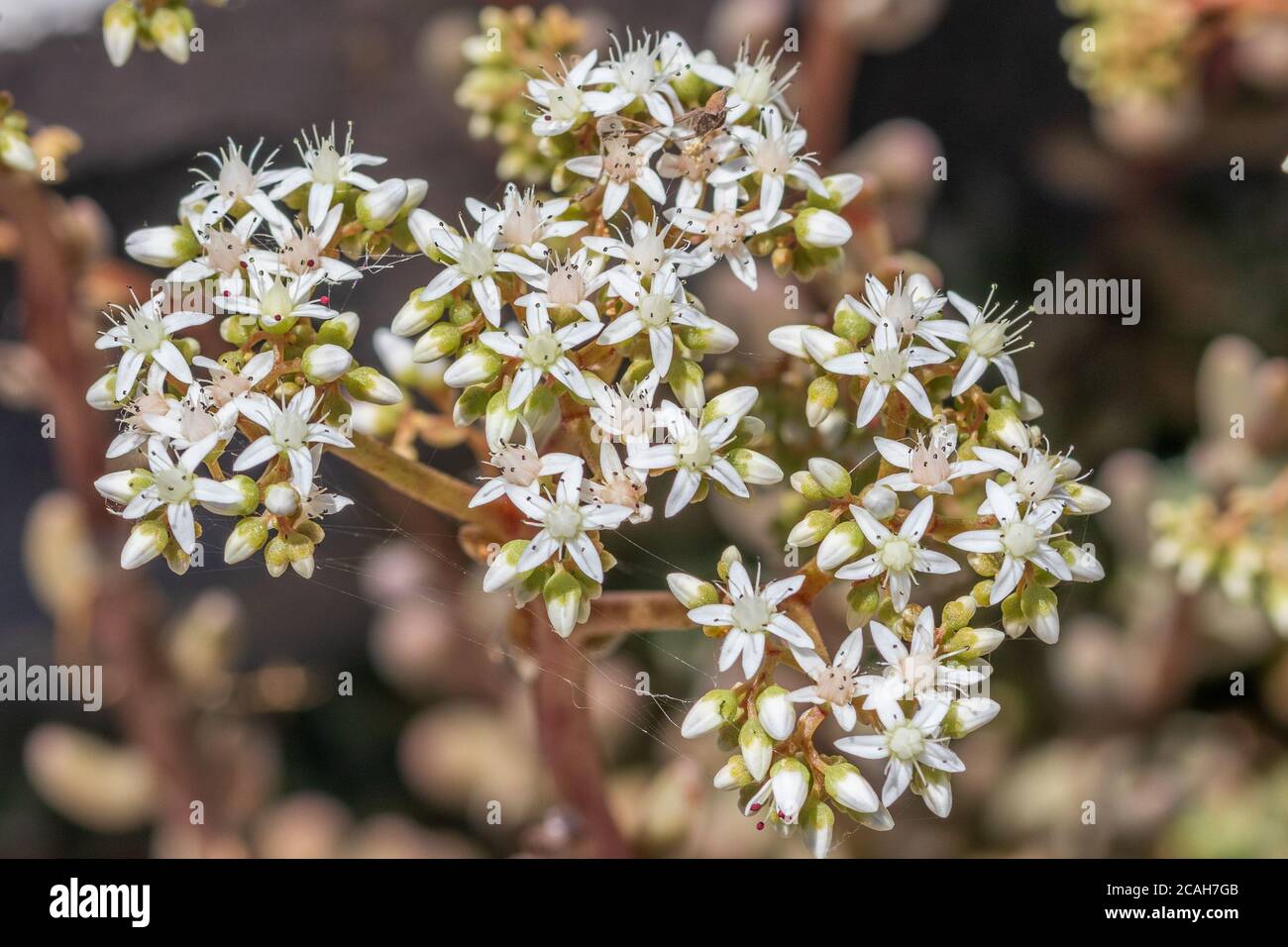 Album de Sedum, White stonecrop in Flower Banque D'Images