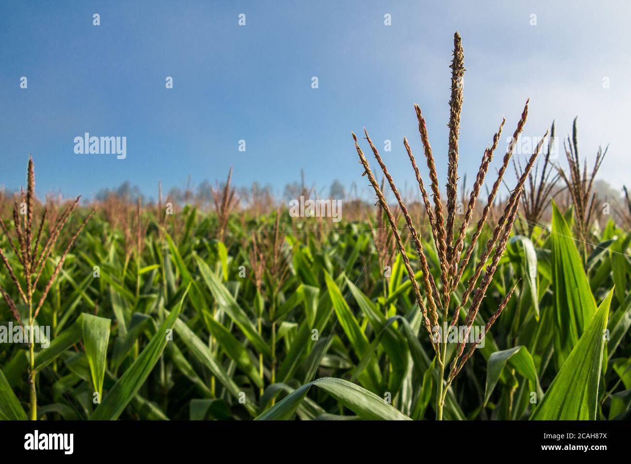 Inflorescence à la plantation de maïs avec ciel bleu Banque D'Images