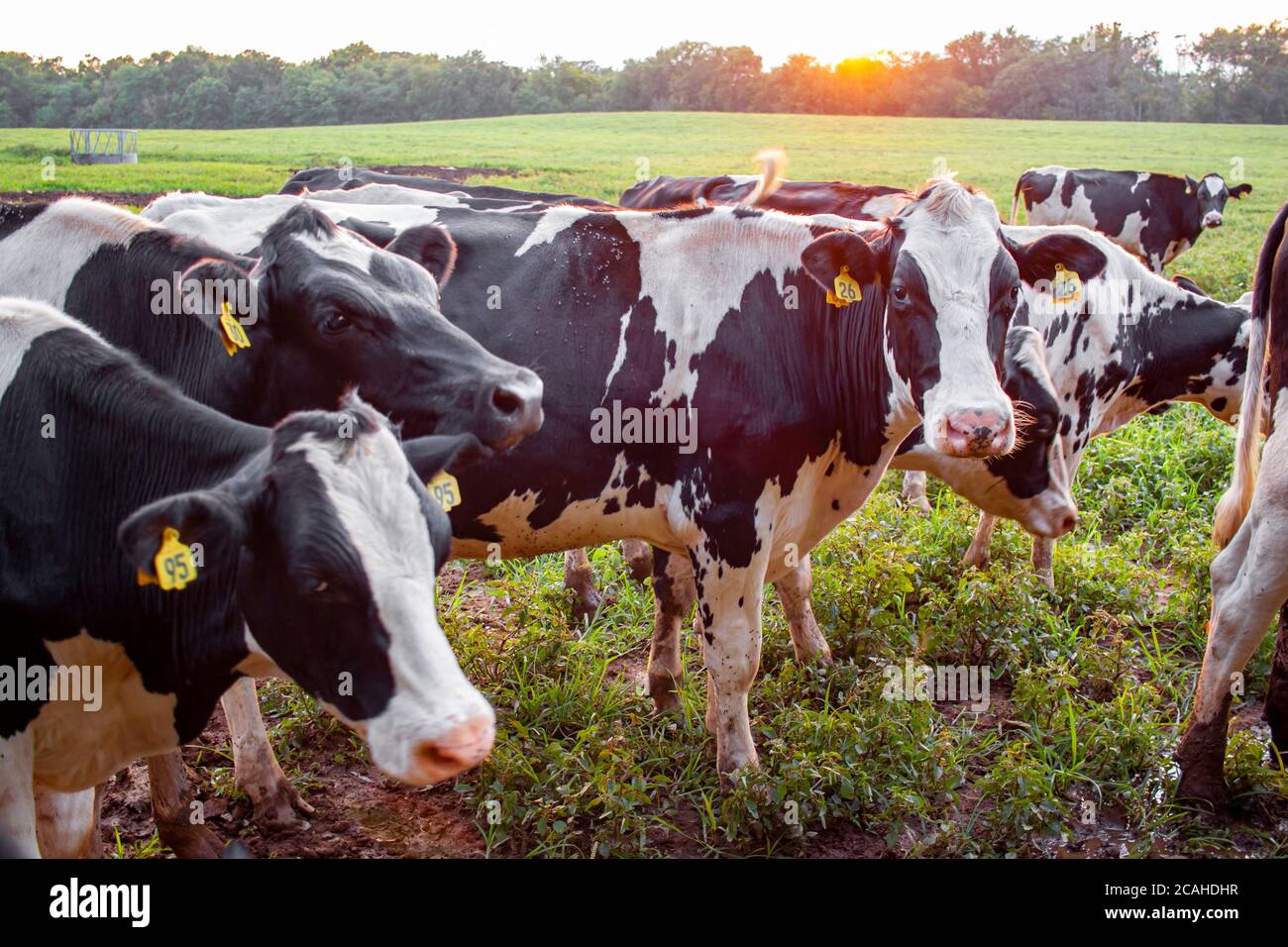 Regardez de près un troupeau de bovins Holstein qui broutage dans un pâturage au coucher du soleil. Les vaches Holstein ont des étiquettes d'oreille. Une bonne image de concept pour la portée libre, humain, g Banque D'Images