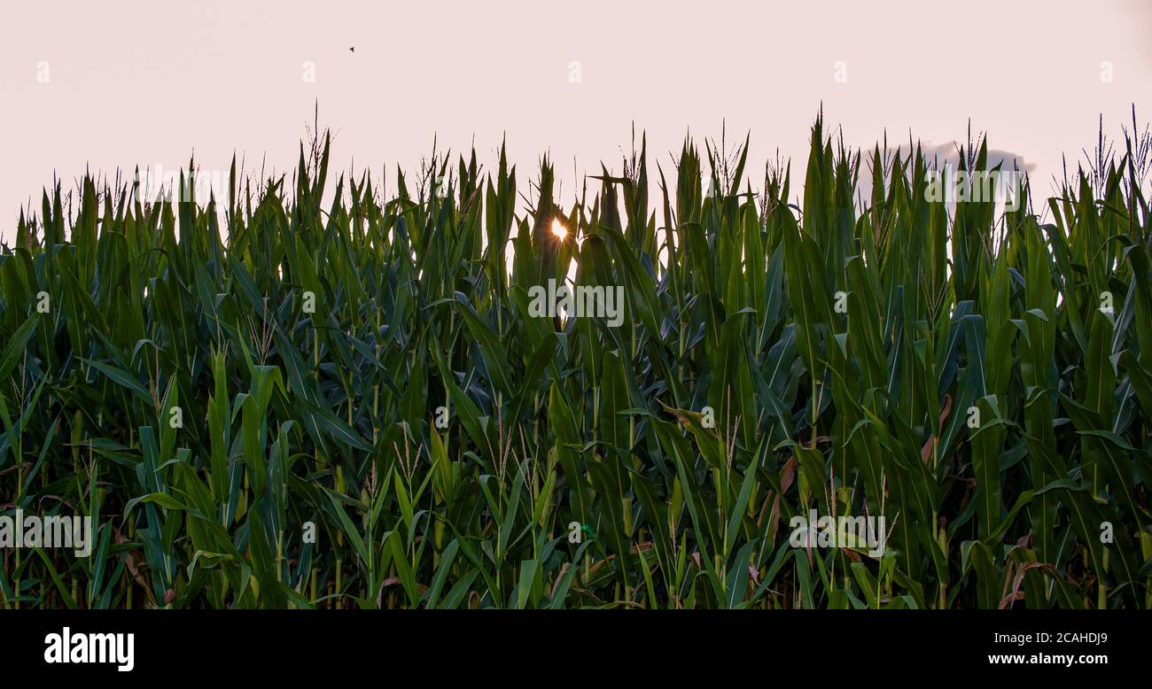 Une photo au coucher du soleil de plantes de maïs entièrement cultivées à un endroit rétroéclairé au coucher du soleil. Les lumières solaires pénètrent entre les feuilles des plantes. Le ciel est rouge. Huttes, le Banque D'Images