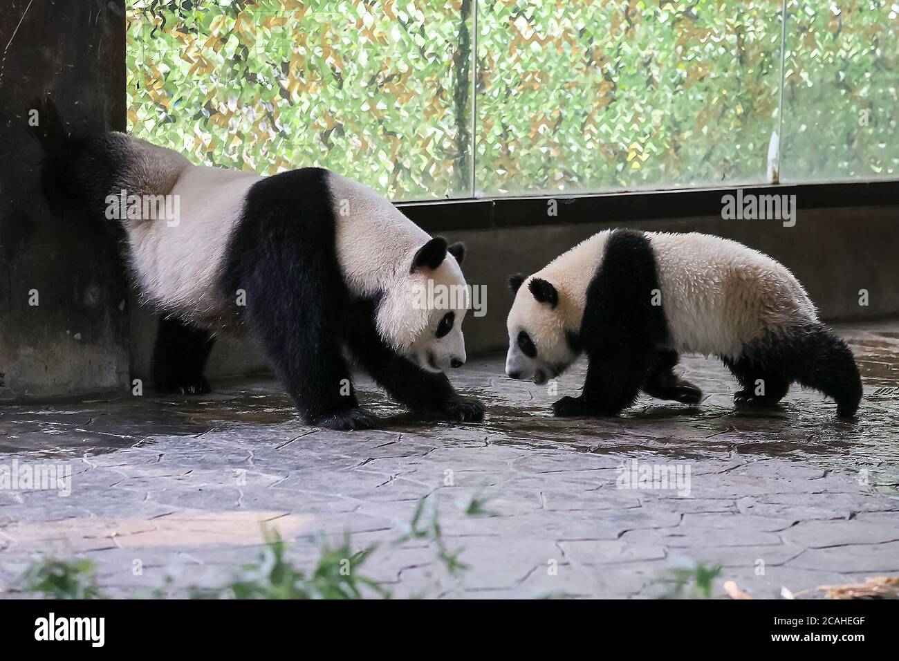 Shanghai Chine 7 Aout Jiajiazai R Bebe Du Panda Geant Jiajia Joue Avec Sa Mere A La Salle De Panda Geante Du Parc Zoologique De Shanghai A Shanghai En Chine Orientale
