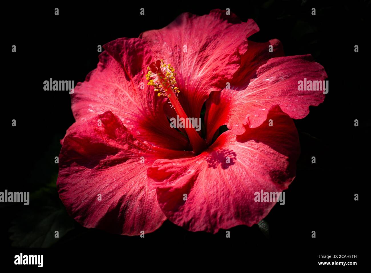 Gros plan d'une belle fleur d'hibiscus Banque D'Images