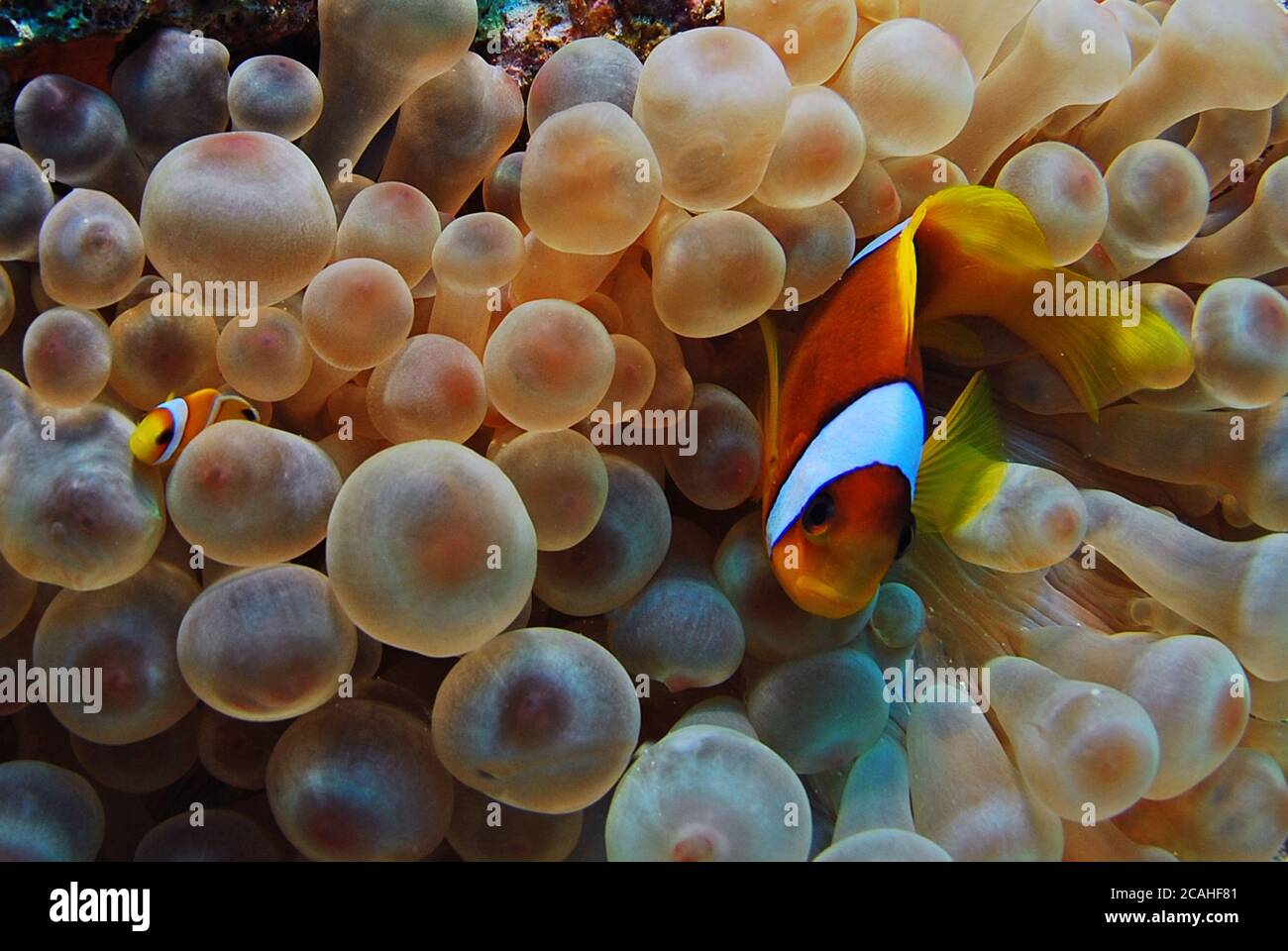 Clown Fish Baby Banque D Image Et Photos Alamy