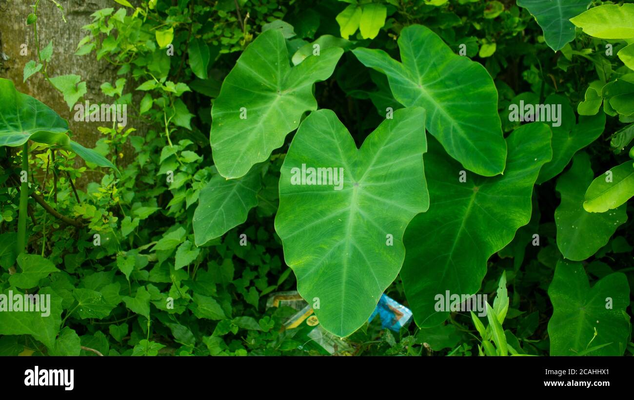 La photo de colocasia esculenta ou taro. Colocasia également nom kochu, kocu shak ou kocu pata vert fond d'écran hd. Banque D'Images