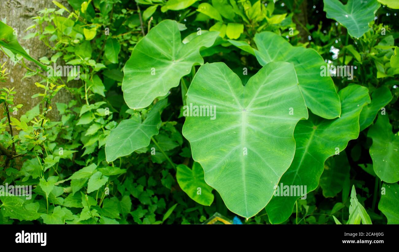 La photo de colocasia esculenta ou taro. Colocasia également nom kochu, kocu shak ou kocu pata vert fond d'écran hd. Banque D'Images