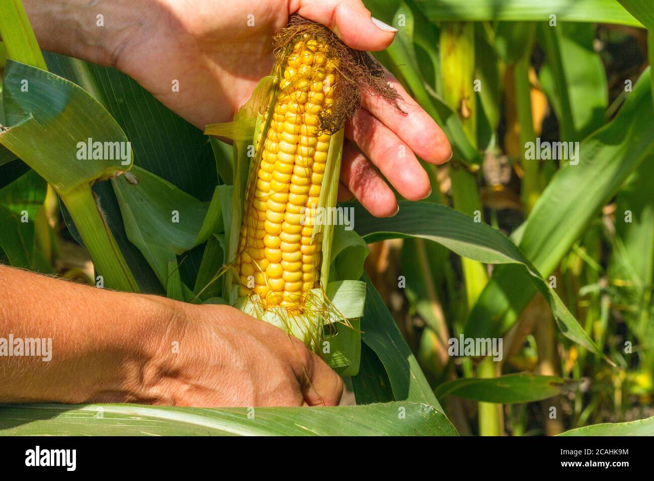 Épis de maïs entre les mains des agriculteurs tout en travaillant sur le champ agricole, en gros plan Banque D'Images