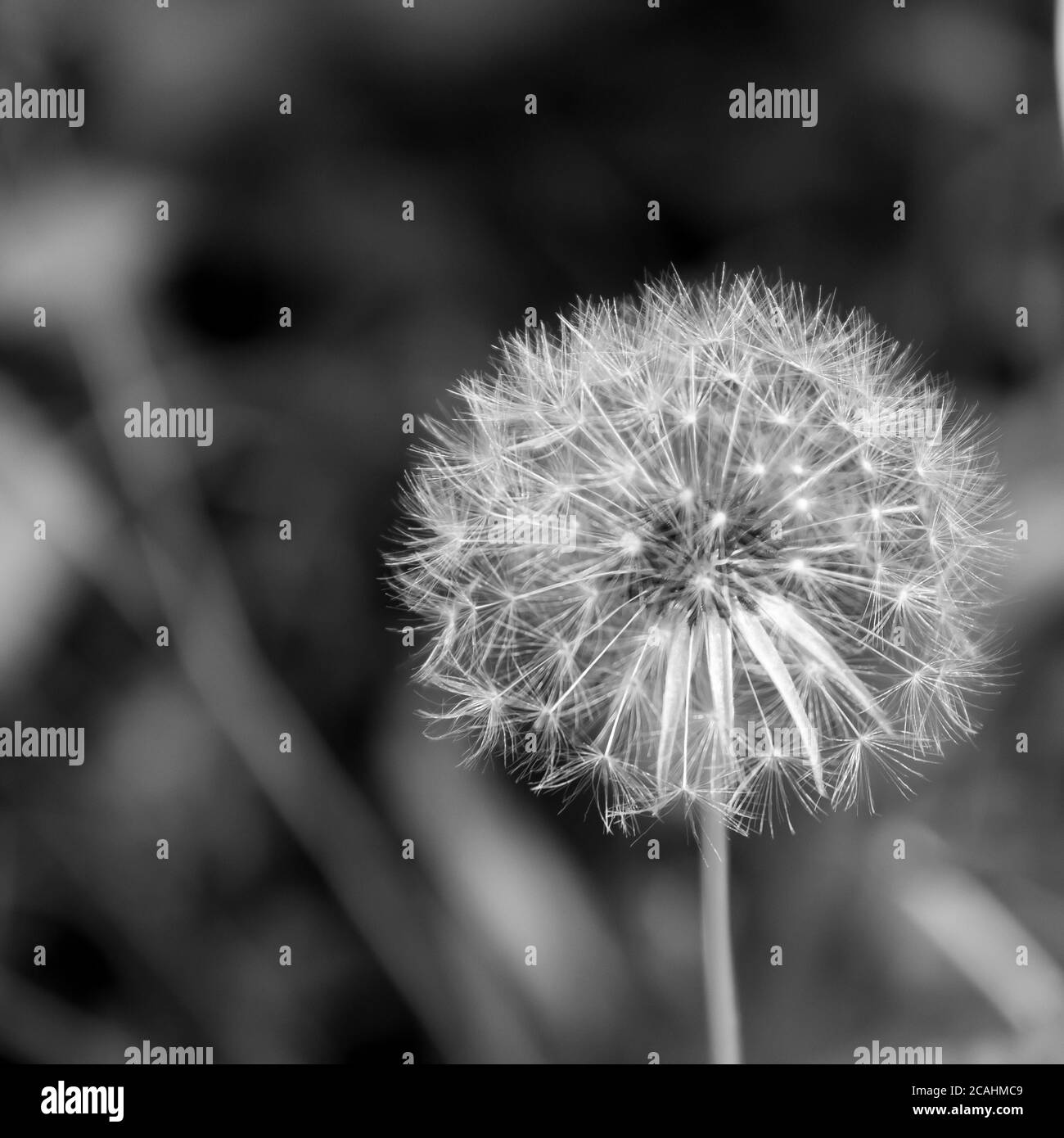 Le Papus d'un Dandélion, connu sous le nom de Dandlion fluff, en Monochrome Banque D'Images