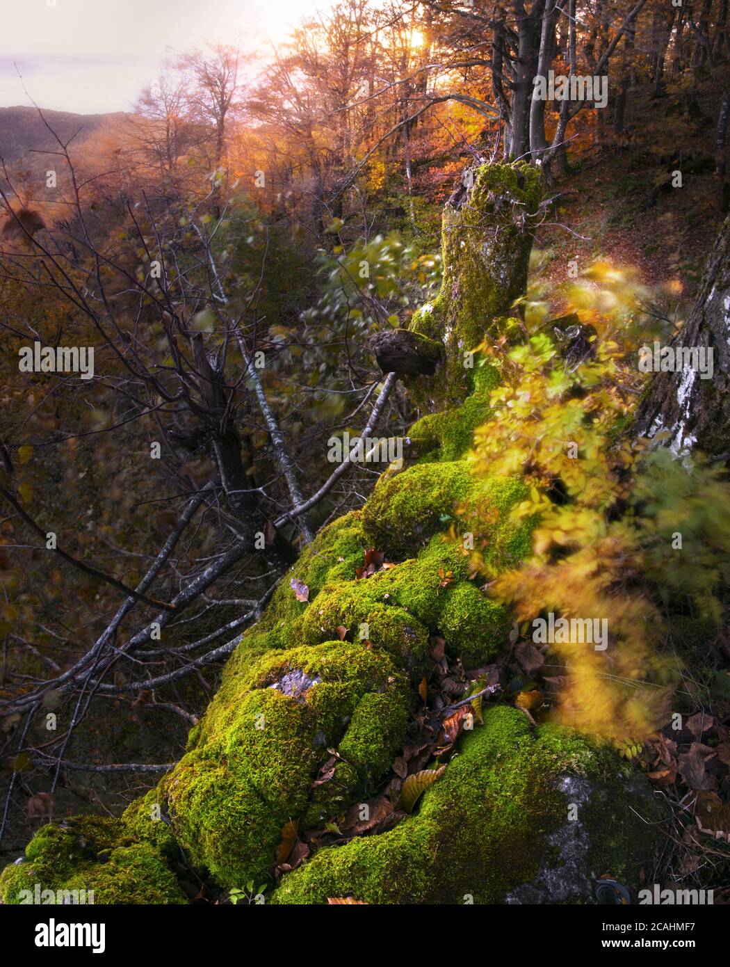 Belle photo verticale du bord de la forêt en bord de montagne avec des arbres et des rochers couverts de mousse Banque D'Images