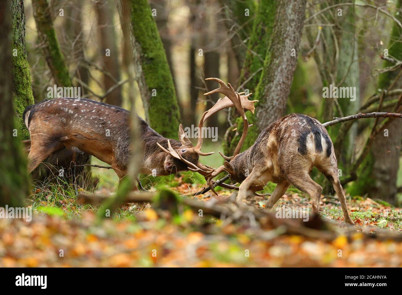 Deux cerfs jachères se battent dans la forêt en automne nature. Banque D'Images
