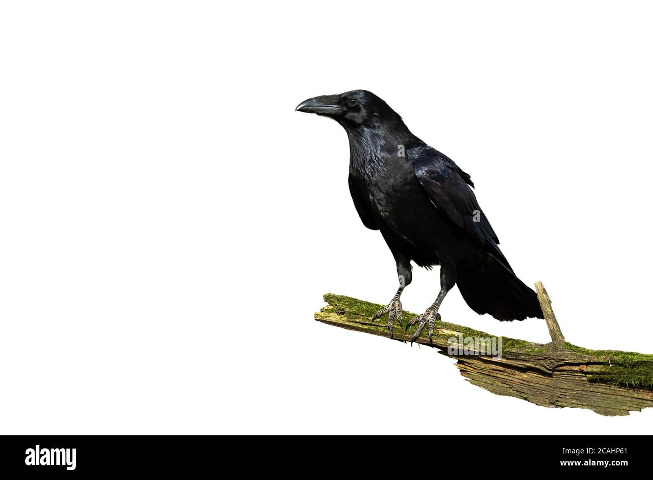Alerte commune de corbeau assis sur un bough couvert de vert mousse isolée sur blanc Banque D'Images Alerte commune de corbeau assis sur un bough couvert de vert mousse isolée sur blanc Banque D'Images