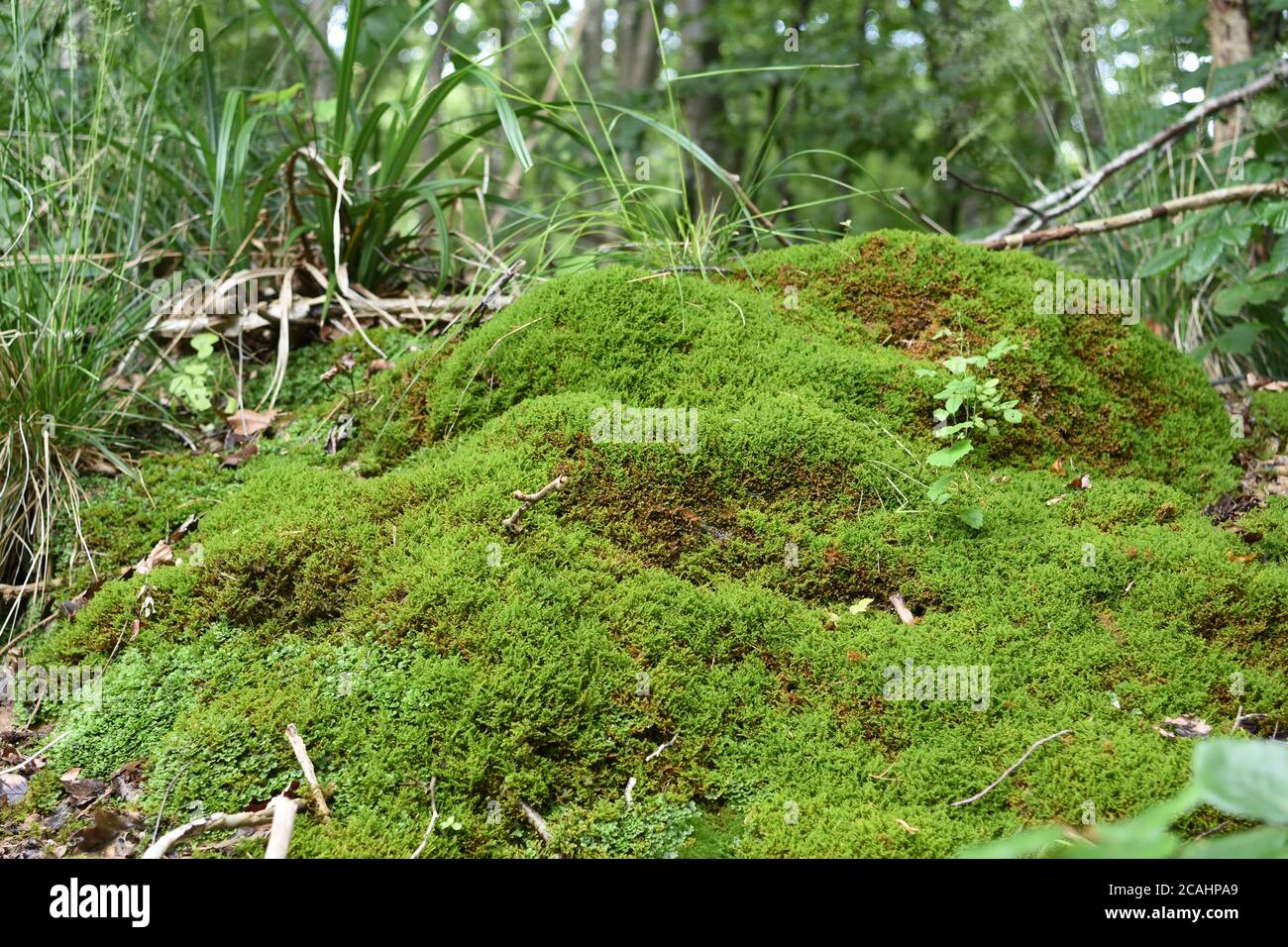 La mousse de vert vif pousse sur le petit rocher de la forêt près d'Uetliberg en Suisse, près du chemin touristique. Banque D'Images
