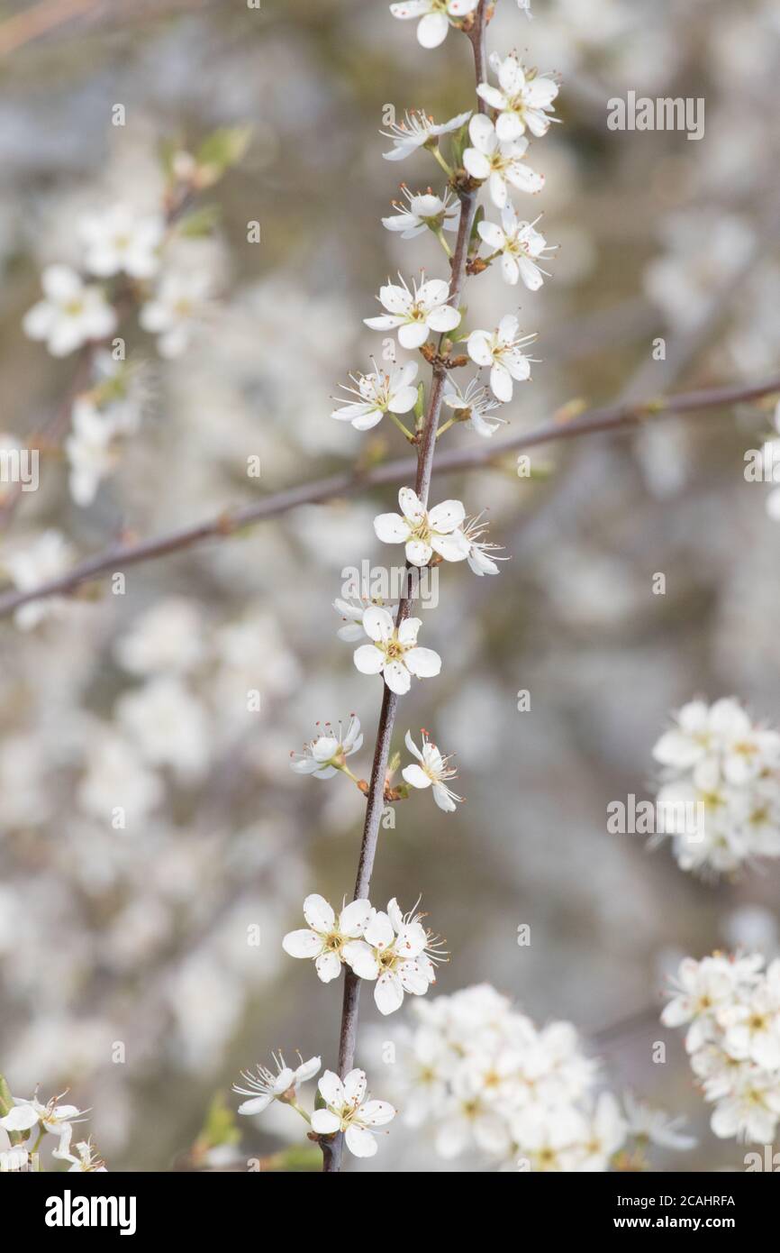 Floraison sur le Blackthorn (Prunus spinosa) Banque D'Images