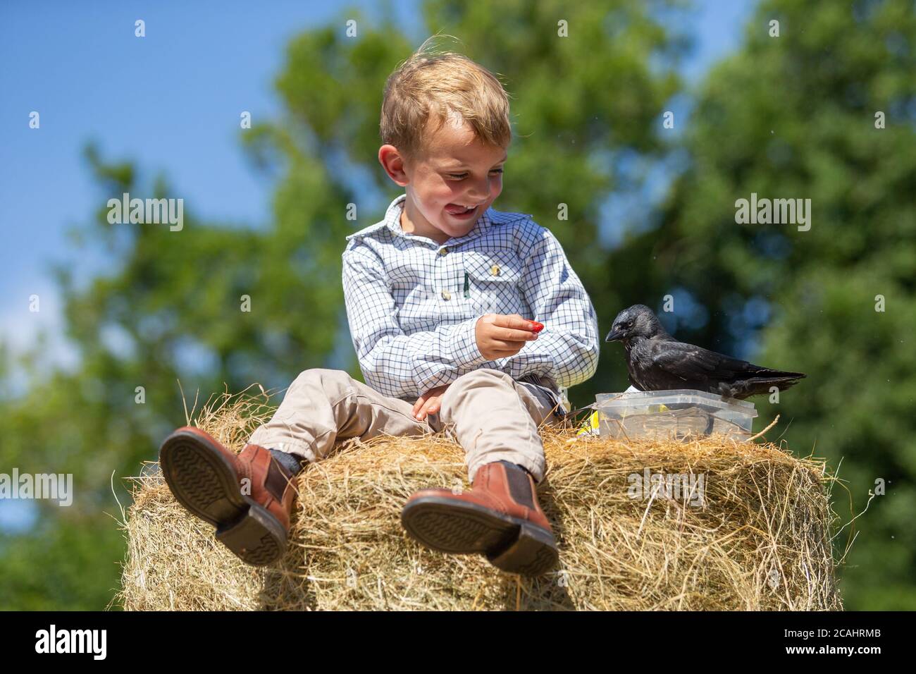 Garçon de 4 ans avec un animal de compagnie Jackdaw Bird, Royaume-Uni Banque D'Images