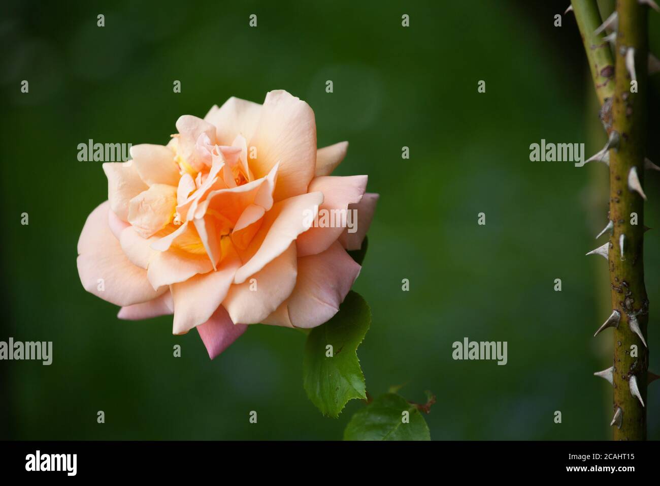 Rose et épines de couleur pêche Banque D'Images