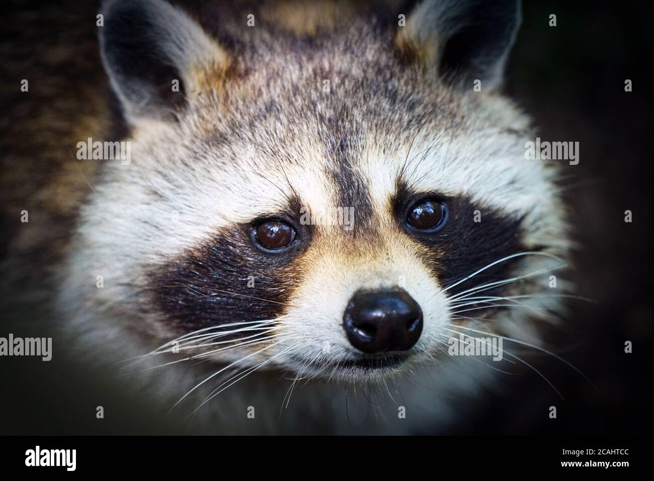 Montréal,Québec,Canada,le 25 juillet 2020.gros plan du visage d'un raton laveur.crédit:Mario Beauregard/Alamy News Banque D'Images