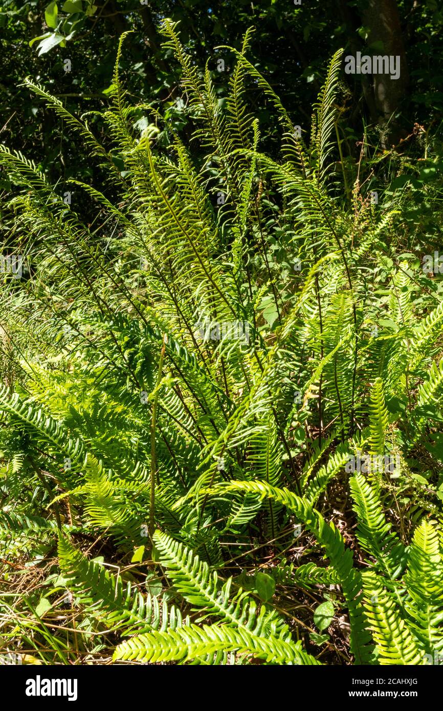 La fougère dure (Blechnum SPAlicant), également appelée fougère de cerf, une fougère vert vif qui est vert permanent et a deux types de frondes, le Royaume-Uni Banque D'Images