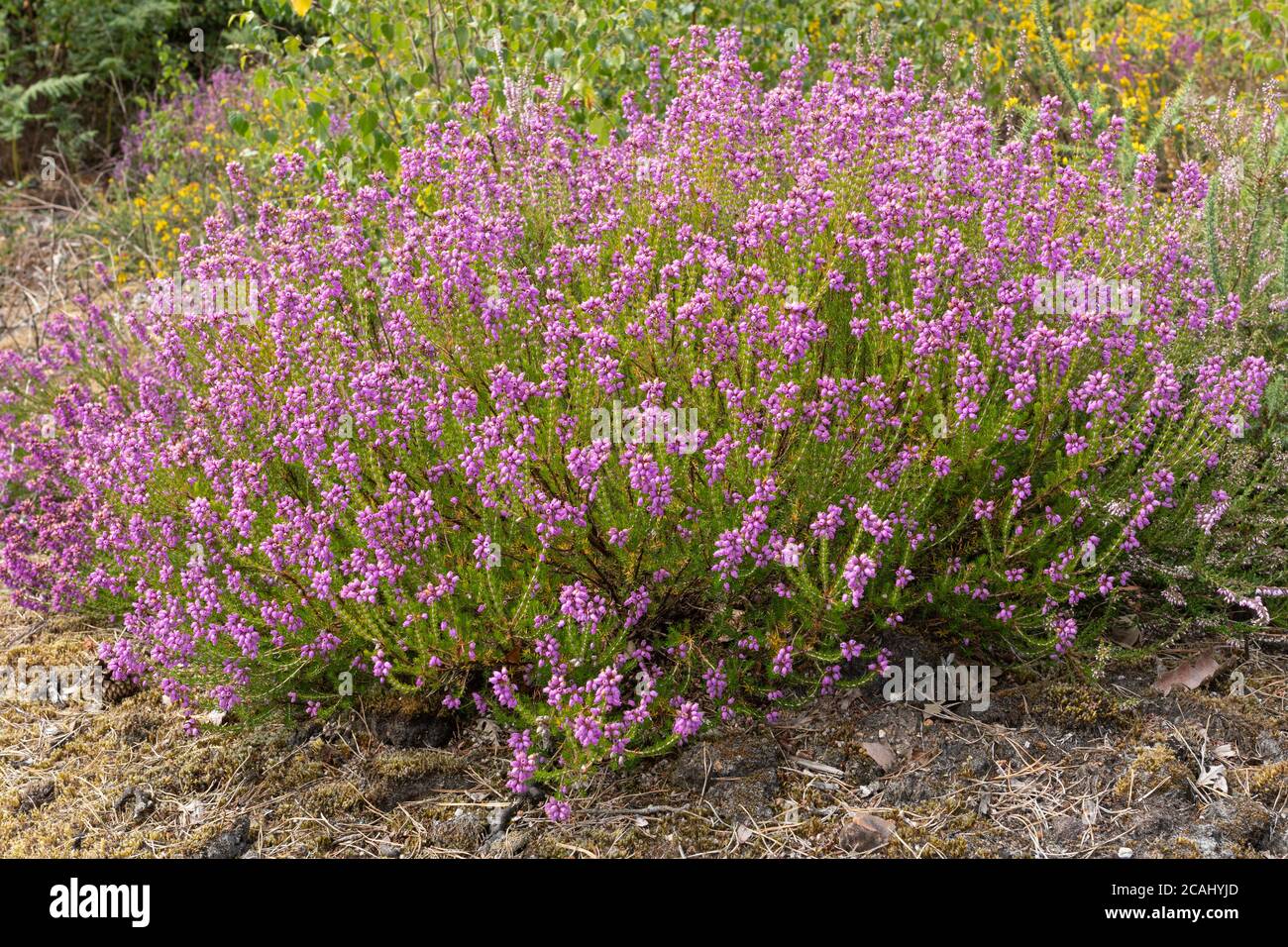 La bruyère de Bell (Erica cinerea) pendant l'été sur la lande de Surrey, au Royaume-Uni Banque D'Images