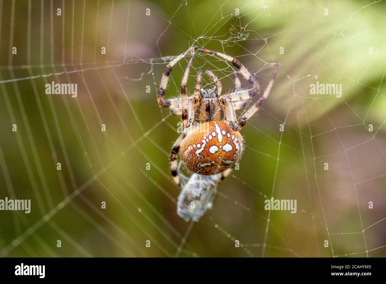 Araignée de tisserand à quatre points (Araneus quadratus) sur le Web avec des proies dans un site de la lande du Hampshire, Royaume-Uni Banque D'Images