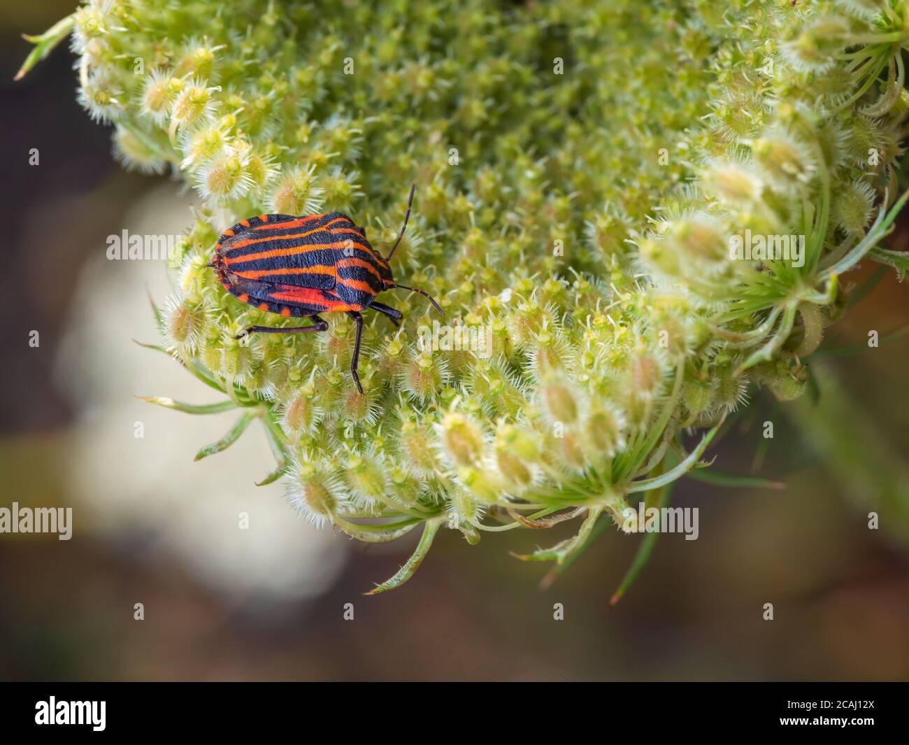Gros plan d'un insecte rayé italien sur la fleur de la carotte sauvage (Daucus carota). Graphosoma italicum également connu sous le nom de minstrel bug. Mise au point sélective, flou Banque D'Images