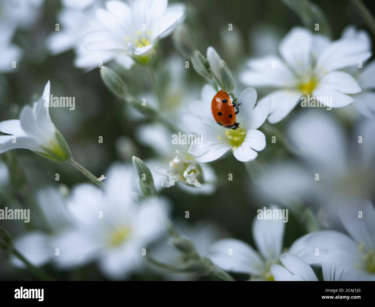 Gros plan d'un seul coccinelle à sept points sur la fleur de la mauvaise herbe à chiche. Coccinella septempunctata sur la fleur de Cerastium arvense. Mise au point sélective avec bl Banque D'Images