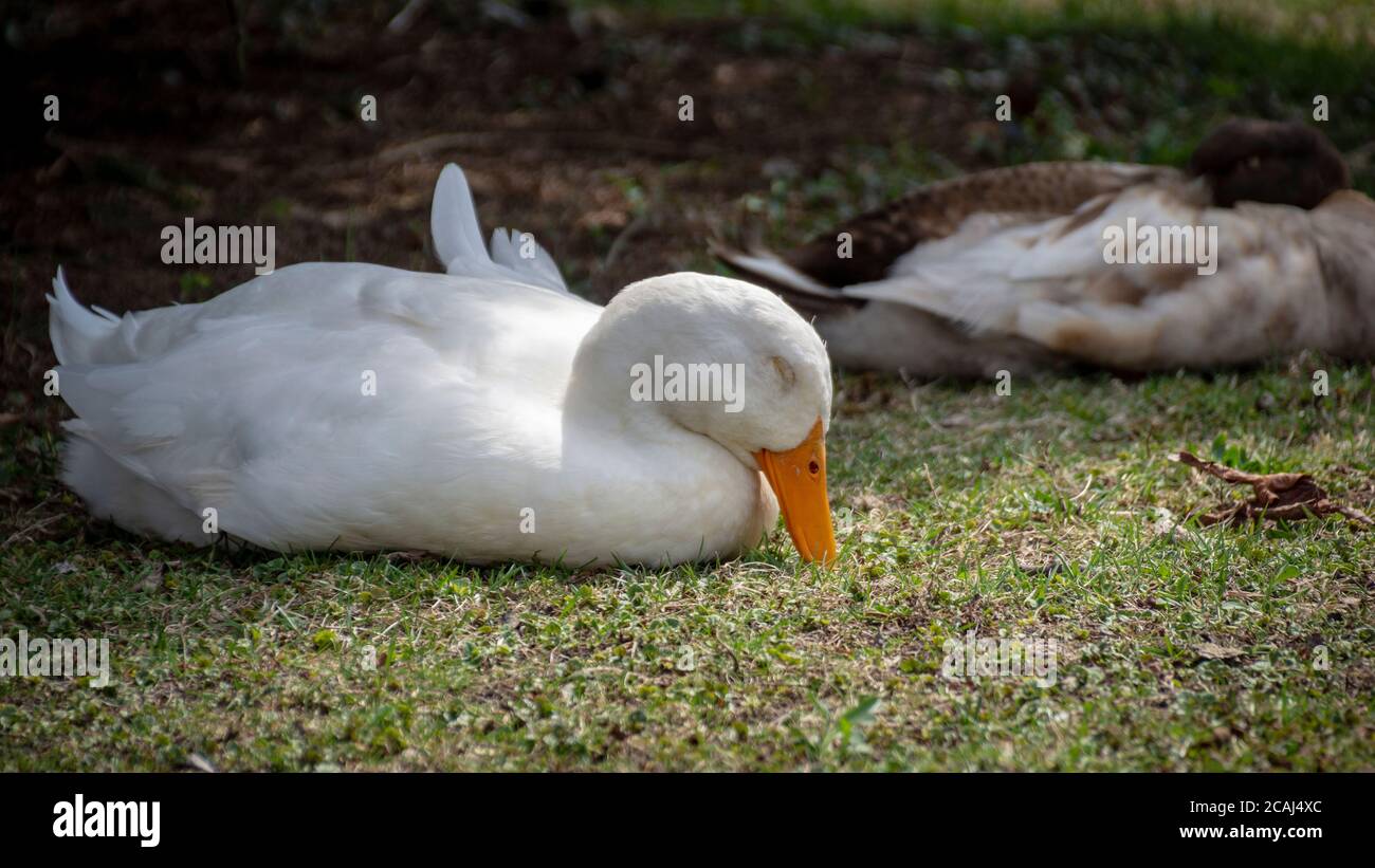 Un beau canard blanc avec une brillante facture d'orange dorme paisiblement au soleil. Banque D'Images