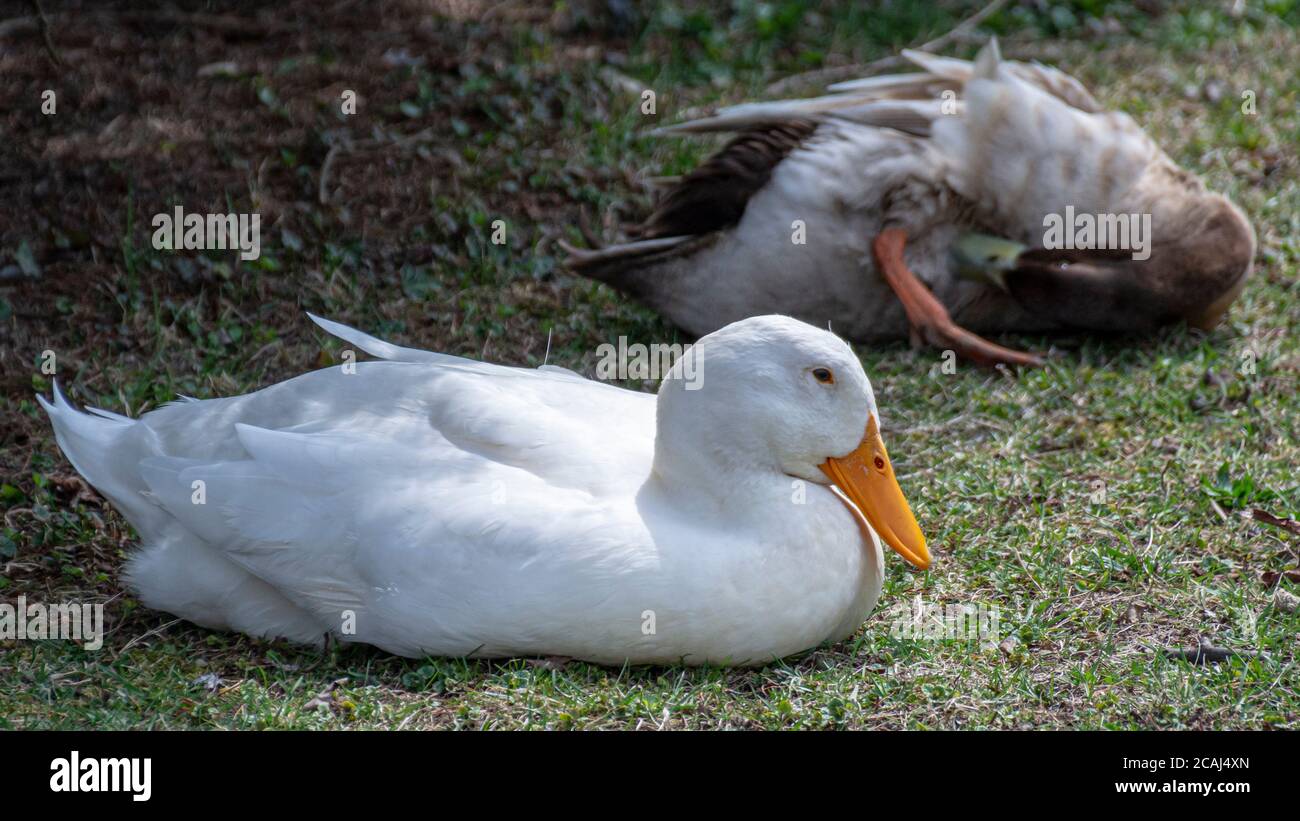 Un canard blanc avec une note d'orange vif repose dans l'herbe verte à côté d'un canard brun endormi. Banque D'Images