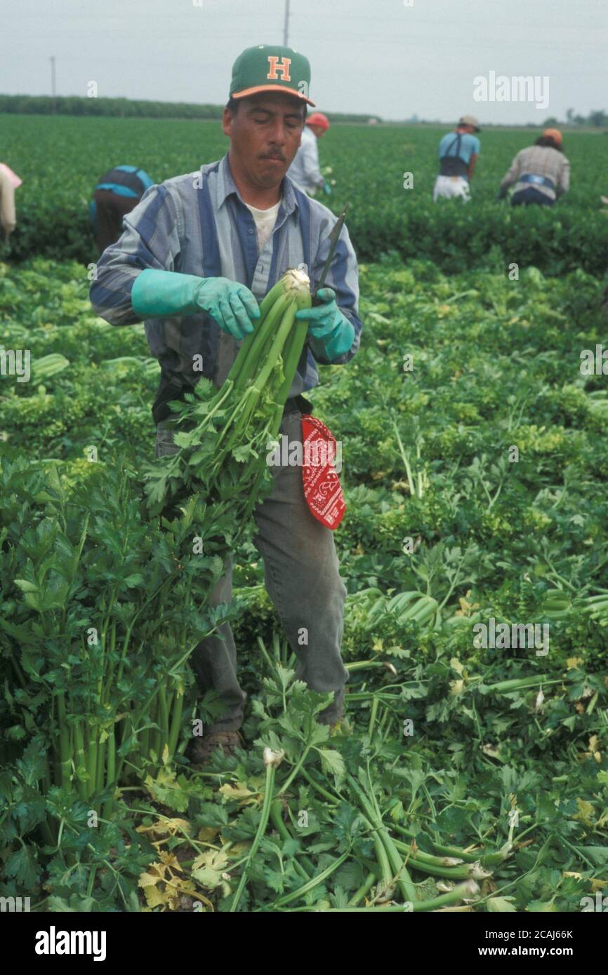 Alamo Texas USA : ouvrier agricole hispanique récoltant du céleri sur une ferme de la vallée du Rio Grande près d'Alamo, Texas. ©Bob Daemmrich Banque D'Images