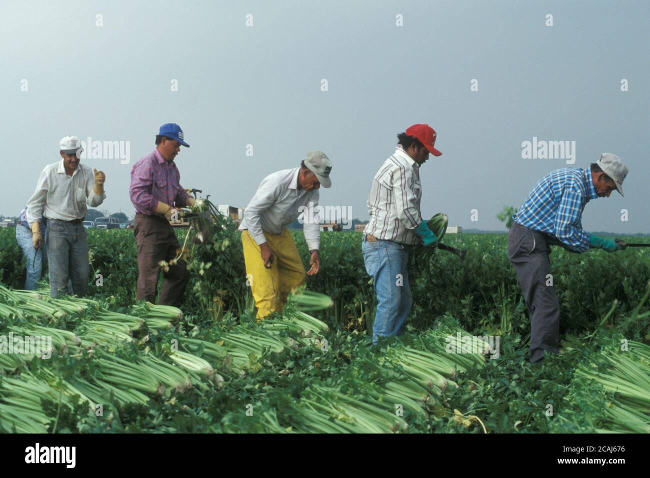 Alamo Texas USA : travailleurs agricoles hispaniques récoltant du céleri sur une ferme de la vallée du Rio Grande près d'Alamo, Texas. ©Bob Daemmrich Banque D'Images